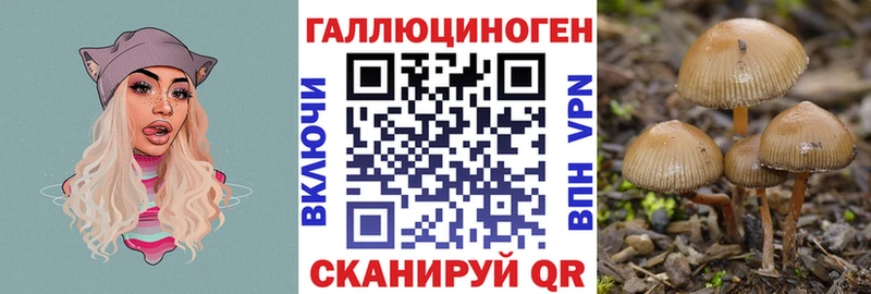 Купить где  Санкт-Петербург  Галлюциногенные грибы мицелий 